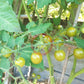 Samocvet Nefrytovy DER TOMATENFLÜSTERER