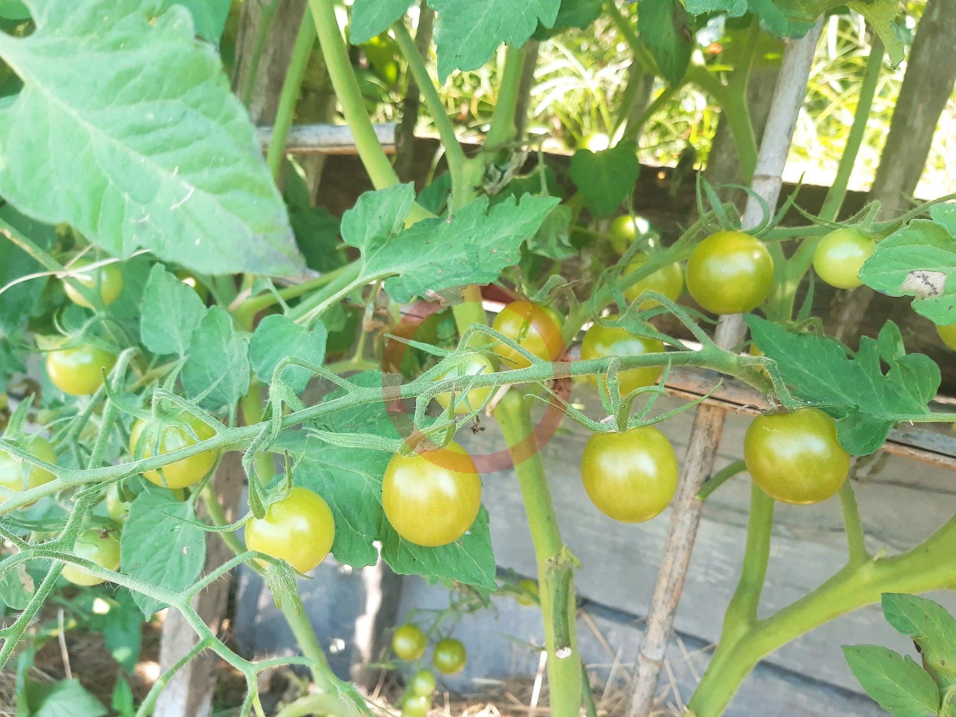 Samocvet Nefrytovy DER TOMATENFLÜSTERER