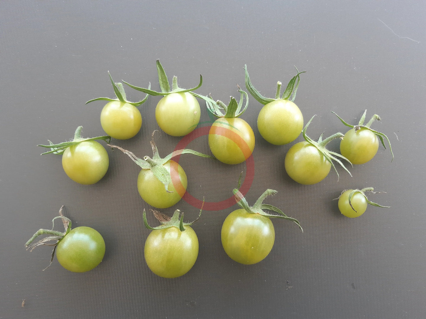 Samocvet Nefrytovy DER TOMATENFLÜSTERER