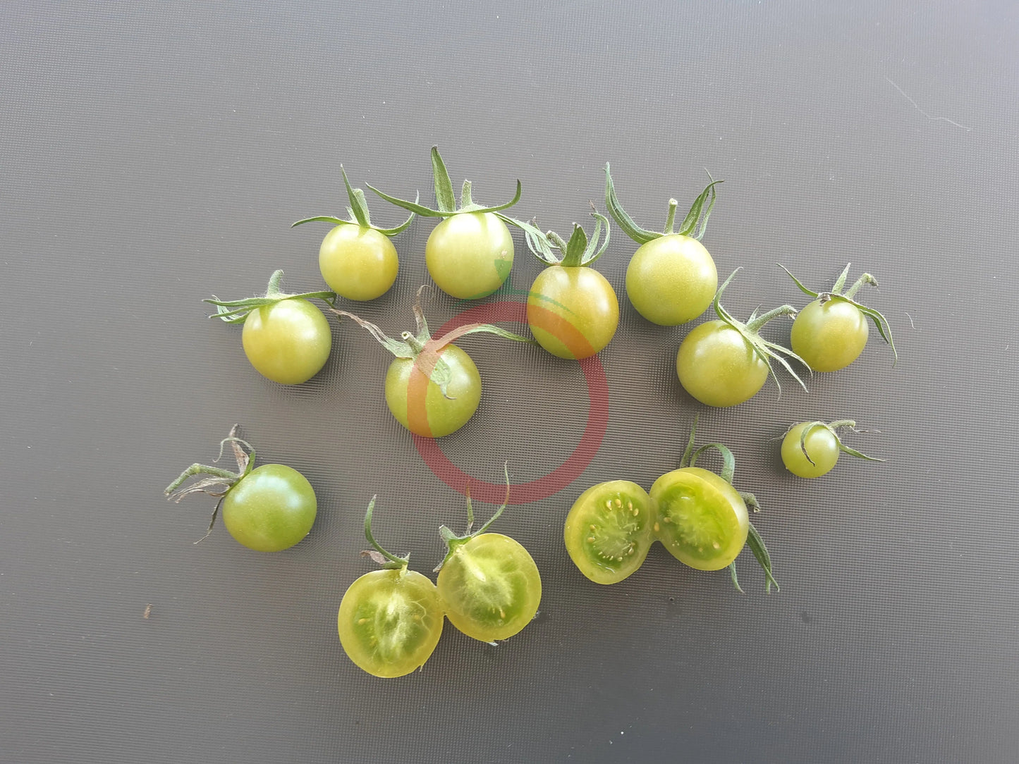 Samocvet Nefrytovy DER TOMATENFLÜSTERER