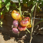 Sart Roloise DER TOMATENFLÜSTERER