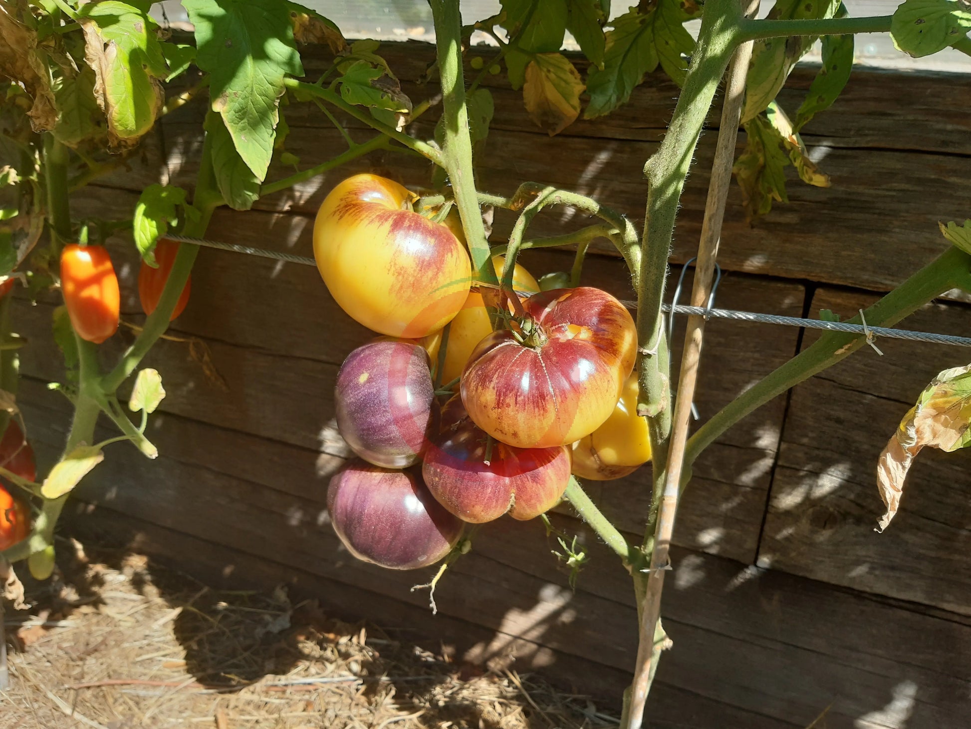 Sart Roloise DER TOMATENFLÜSTERER