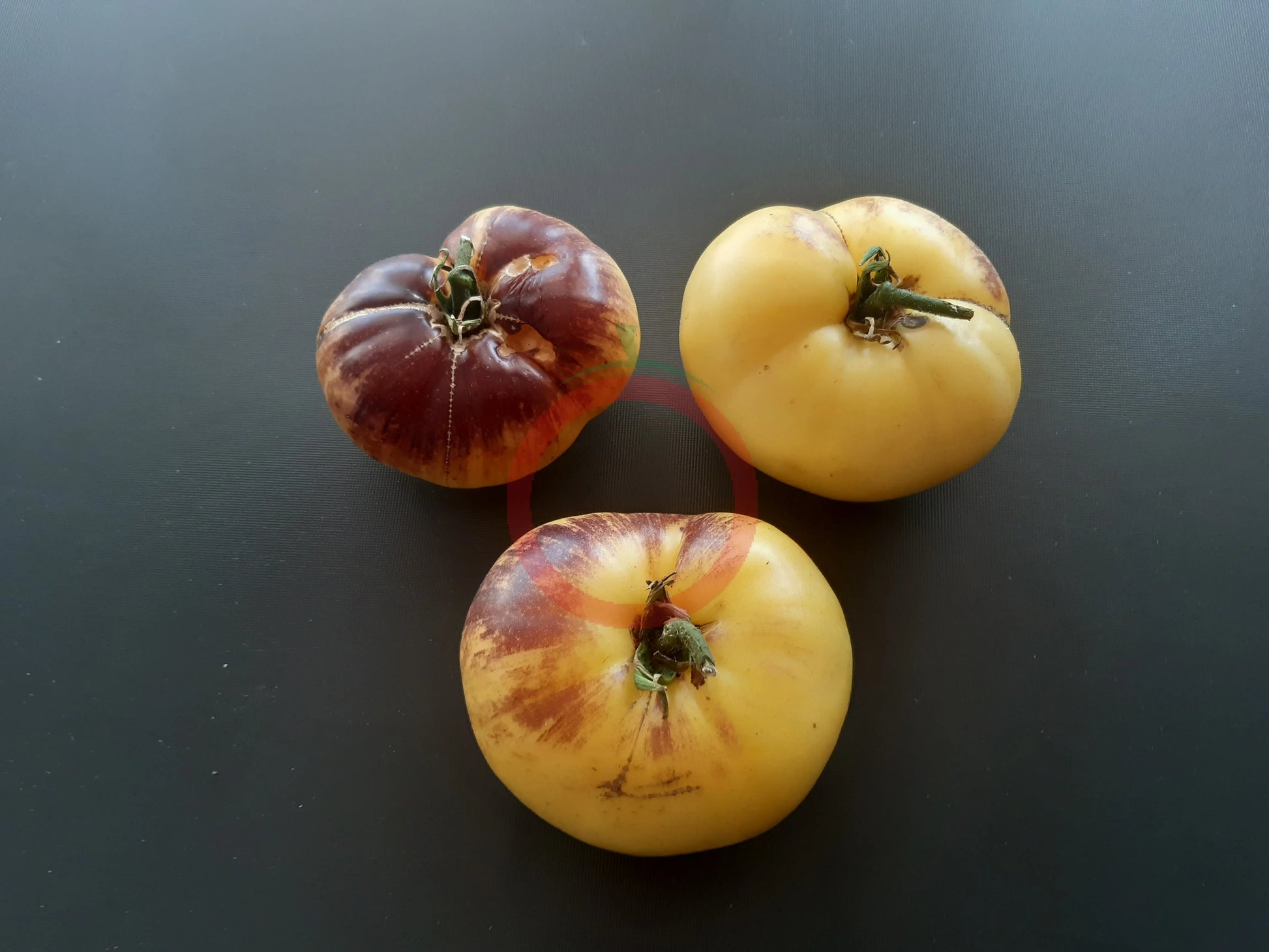 Sart Roloise DER TOMATENFLÜSTERER