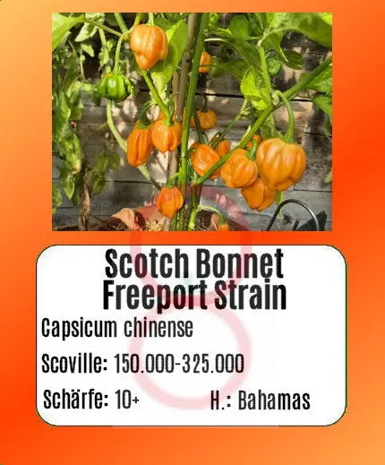 Scotch Bonnet Freeport Strain DER TOMATENFLÜSTERER