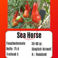 Sea Horse DER TOMATENFLÜSTERER