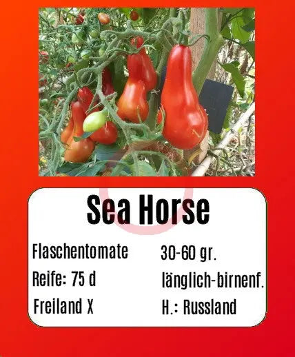 Sea Horse DER TOMATENFLÜSTERER