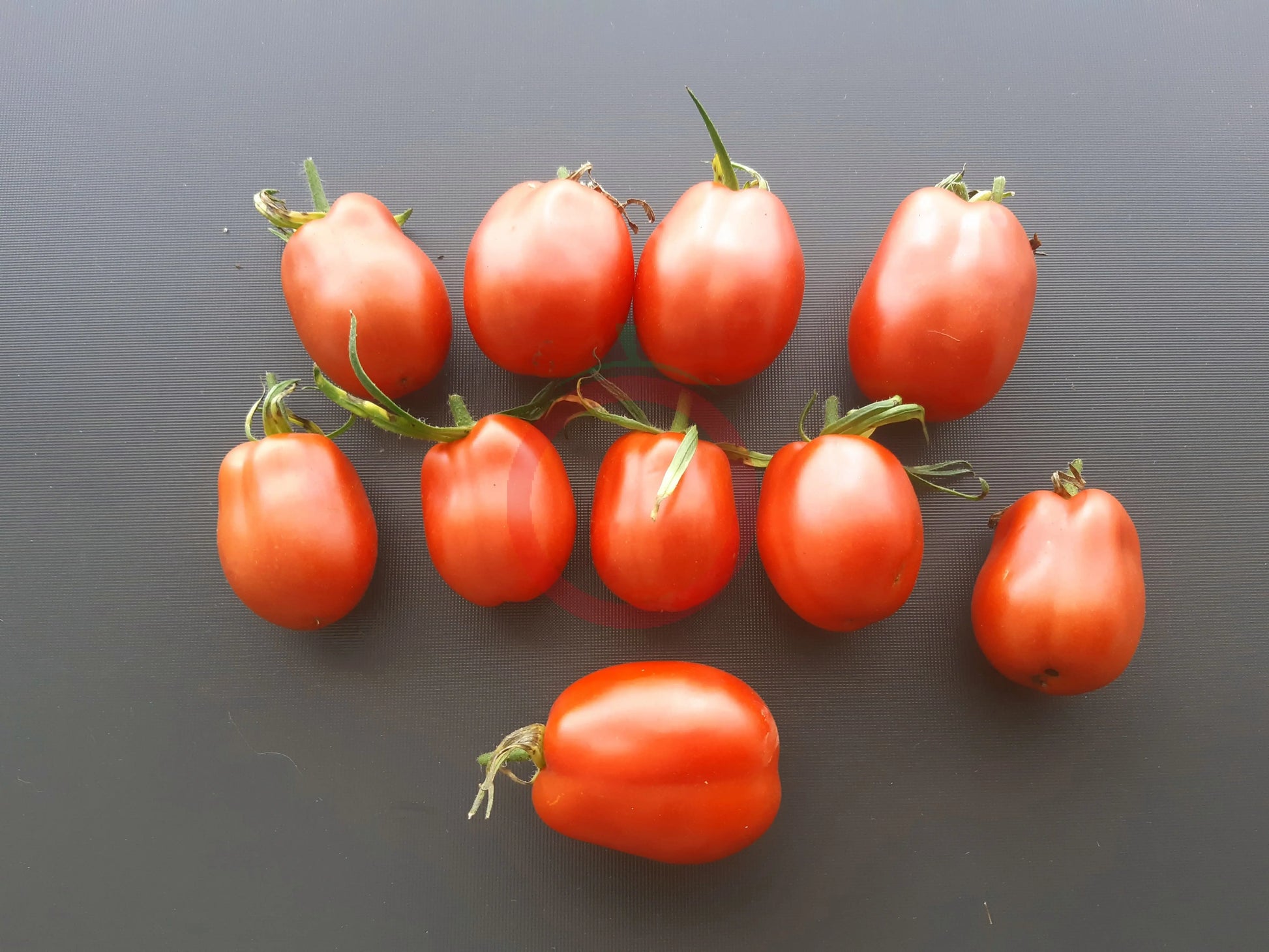 Slivka Bendrika Krasnaj DER TOMATENFLÜSTERER