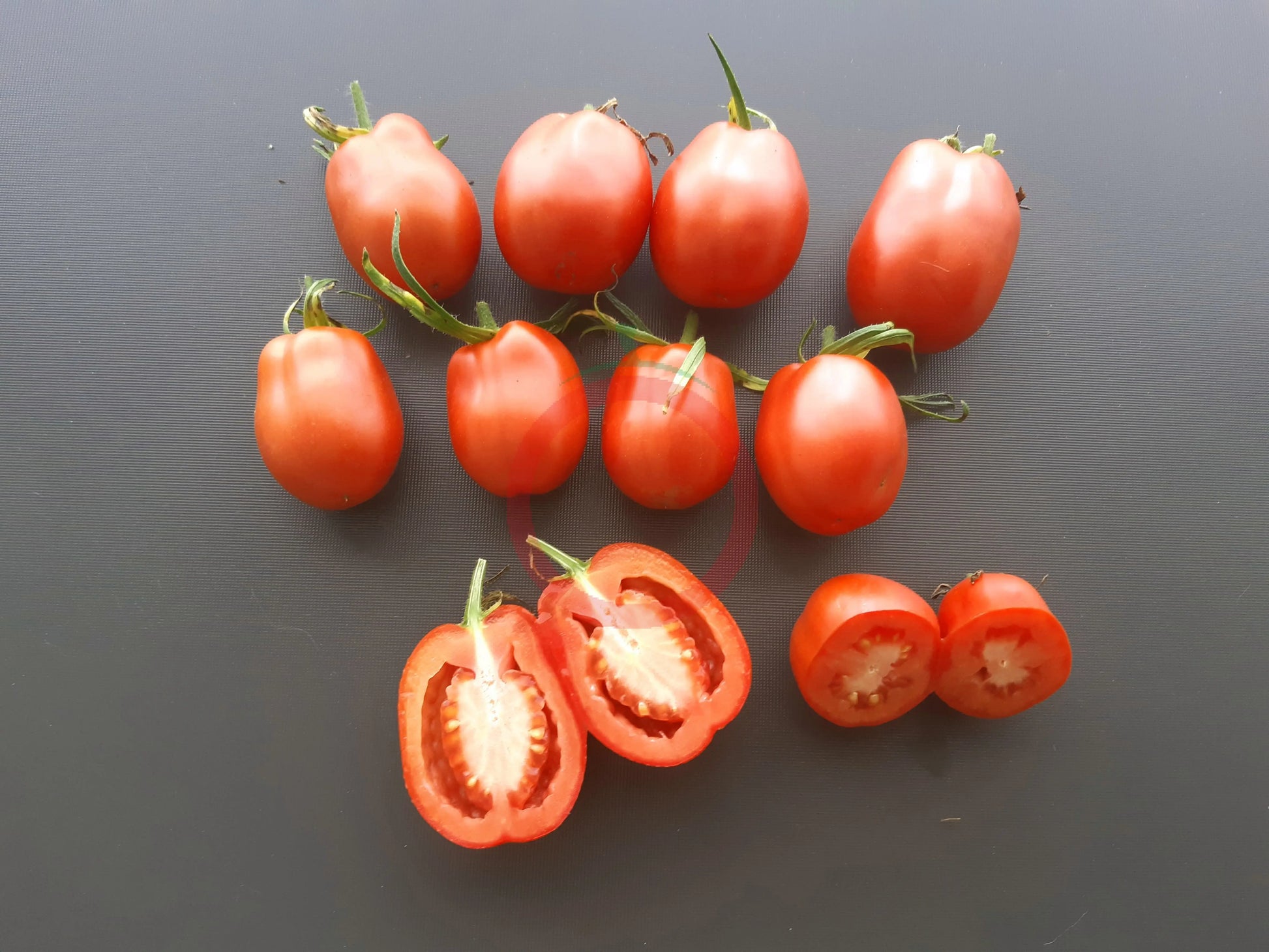 Slivka Bendrika Krasnaj DER TOMATENFLÜSTERER