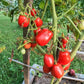 Slivka Bendrika Krasnaj DER TOMATENFLÜSTERER