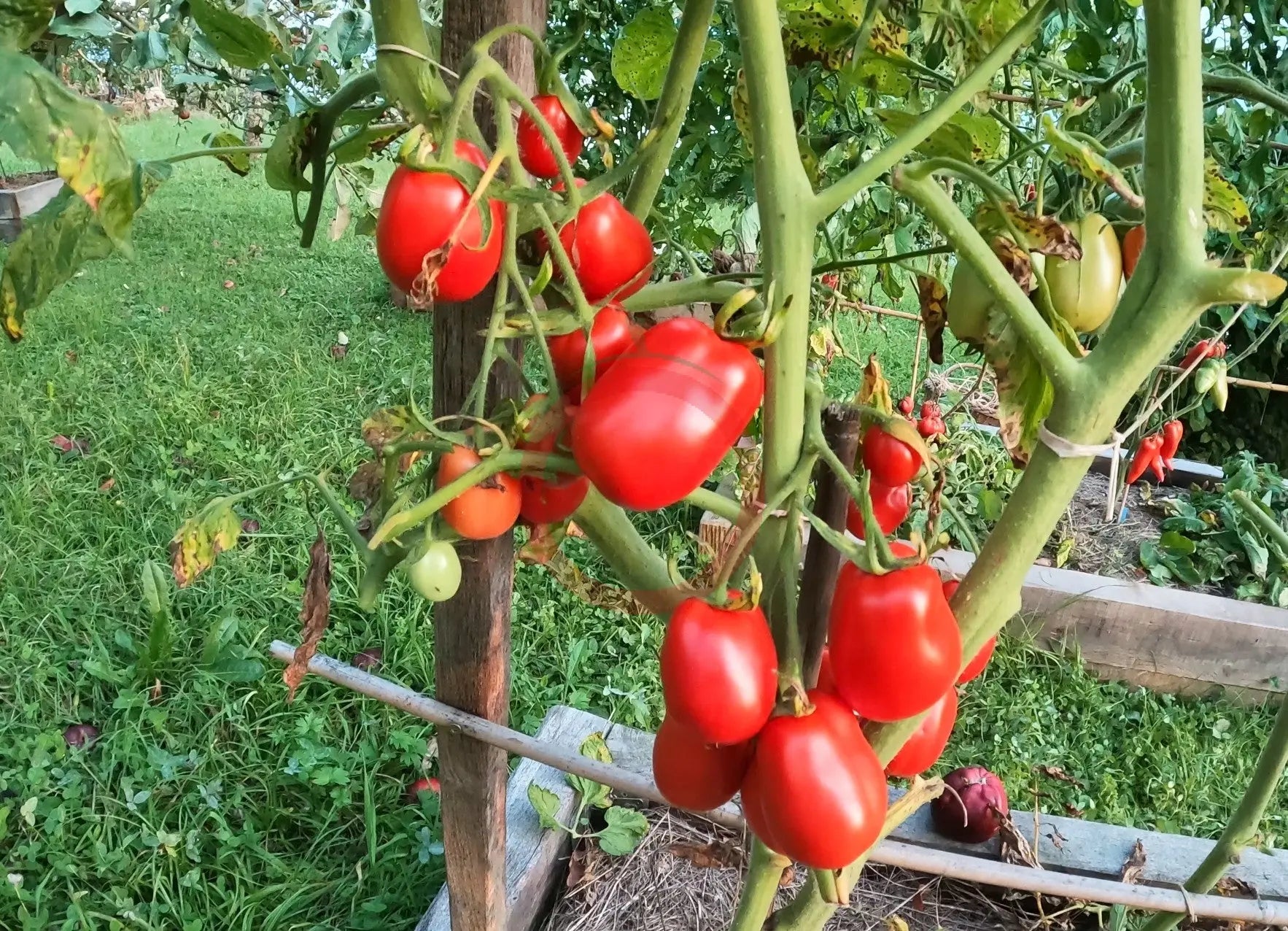 Slivka Bendrika Krasnaj DER TOMATENFLÜSTERER