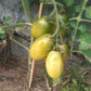 Smaragdbirne DER TOMATENFLÜSTERER