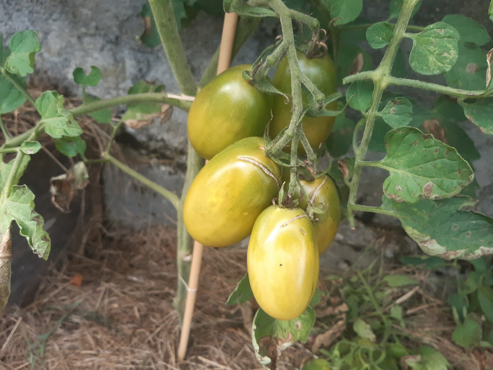 Smaragdbirne DER TOMATENFLÜSTERER