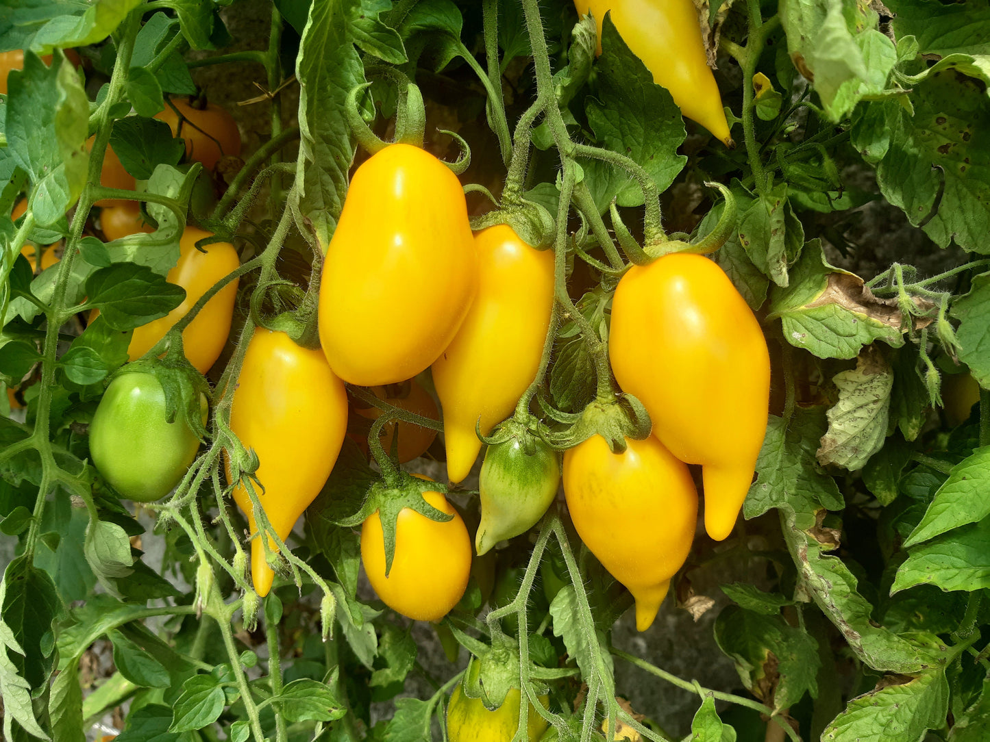 Solotaja Kanarejka DER TOMATENFLÜSTERER