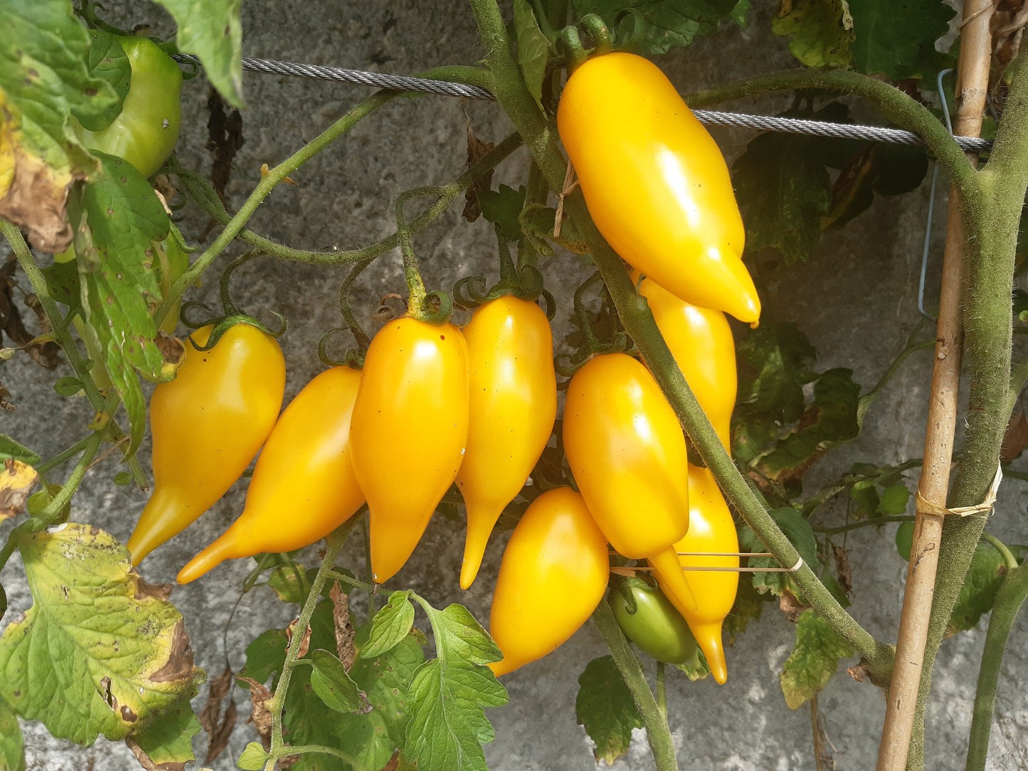 Solotaja Kanarejka DER TOMATENFLÜSTERER