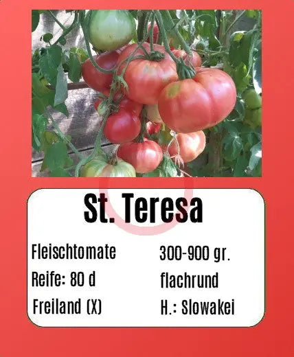 St. Teresa DER TOMATENFLÜSTERER