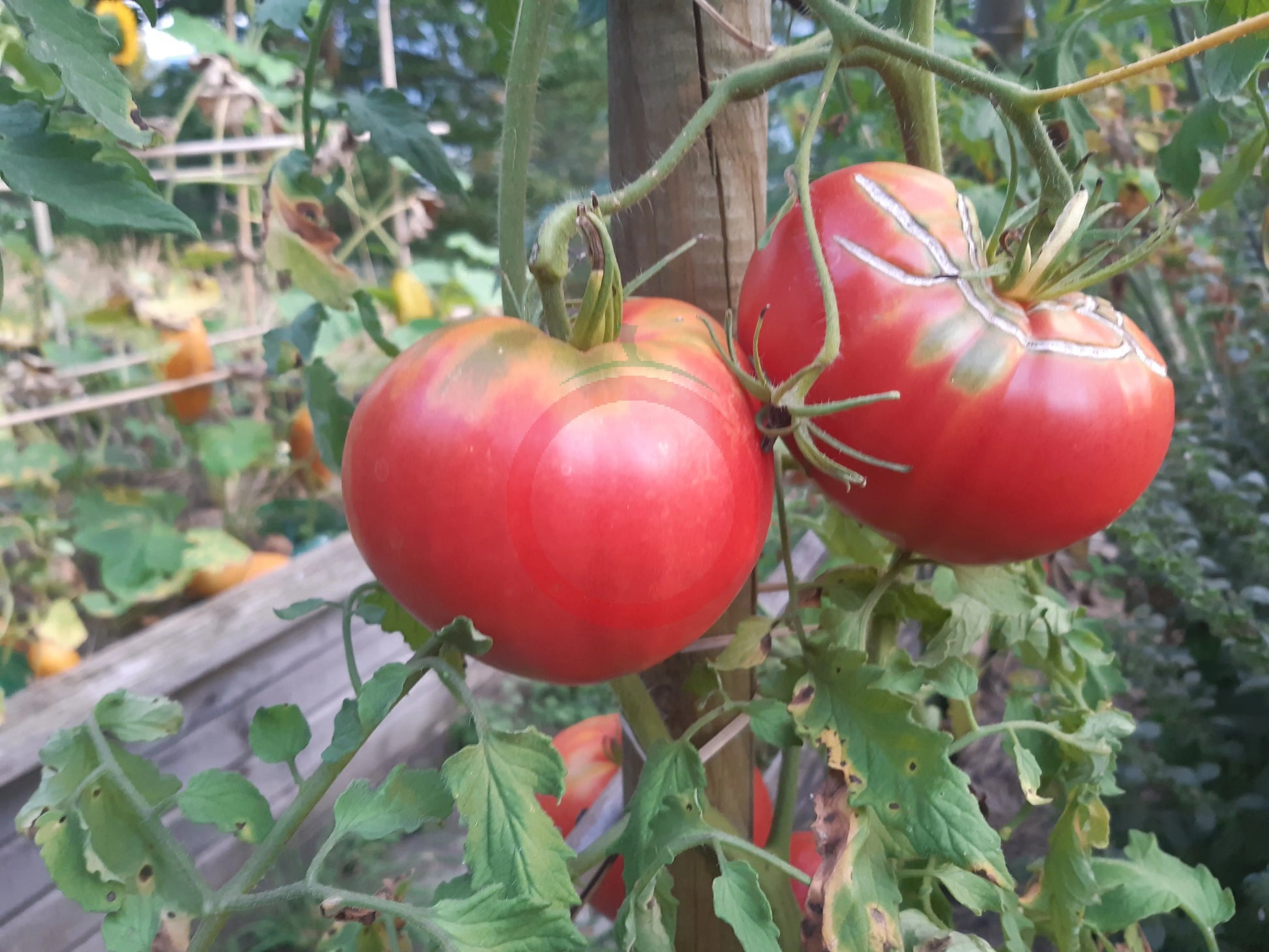 Sterling Old Norway DER TOMATENFLÜSTERER