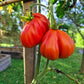 Stierblut DER TOMATENFLÜSTERER