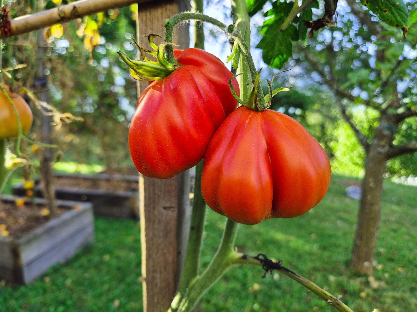 Stierblut DER TOMATENFLÜSTERER