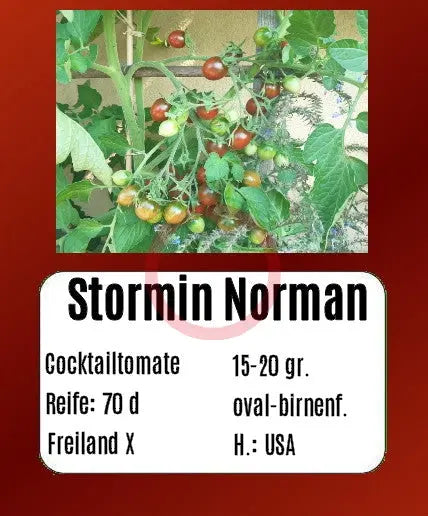 Stormin Norman DER TOMATENFLÜSTERER