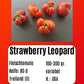 Strawberry Leopard DER TOMATENFLÜSTERER