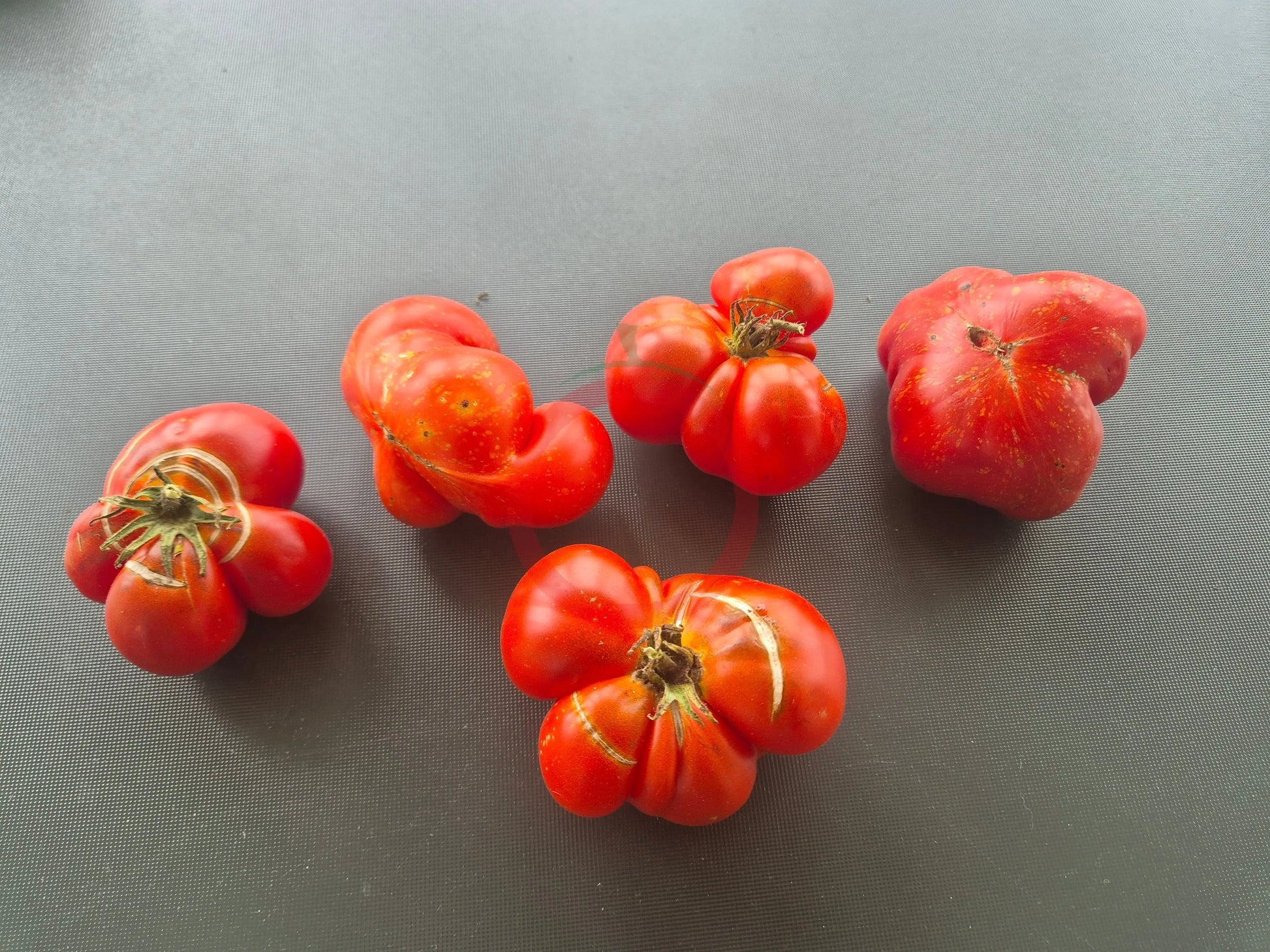 Strawberry Leopard DER TOMATENFLÜSTERER