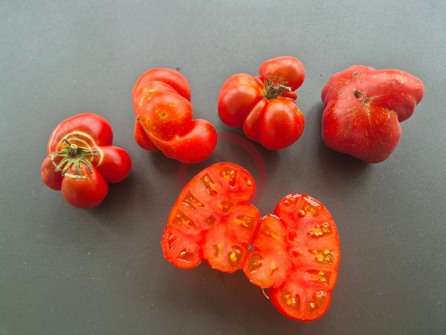 Strawberry Leopard DER TOMATENFLÜSTERER