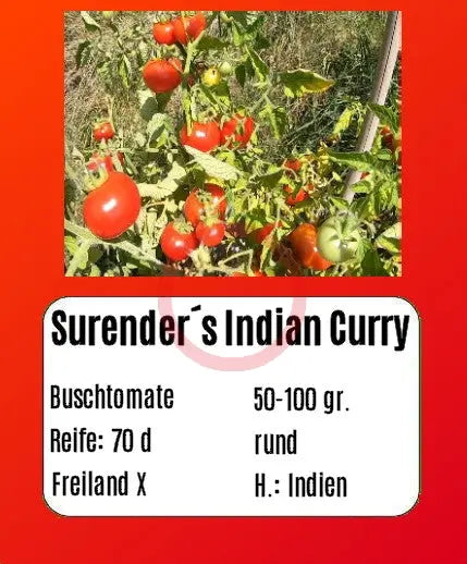 Surender´s Indian Curry DER TOMATENFLÜSTERER