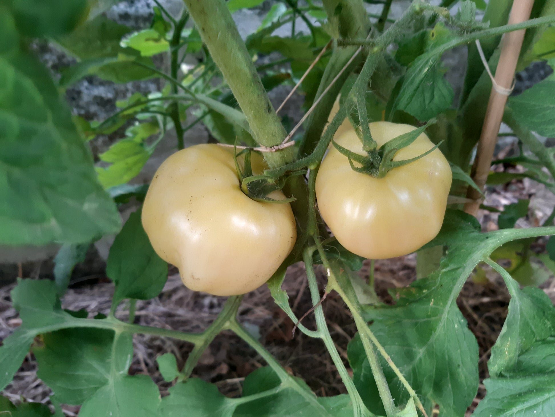 Swan´s Song DER TOMATENFLÜSTERER