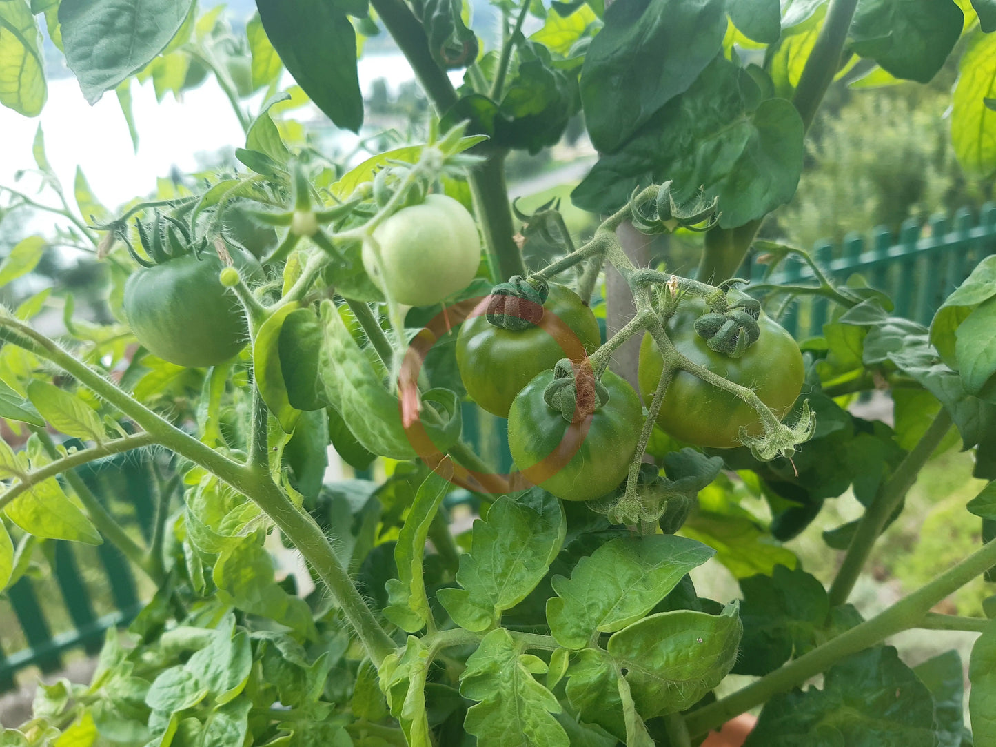 Sweet Baby Jade DER TOMATENFLÜSTERER