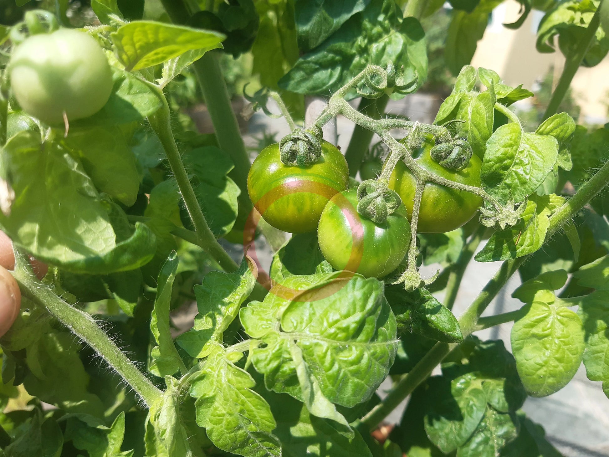 Sweet Baby Jade DER TOMATENFLÜSTERER