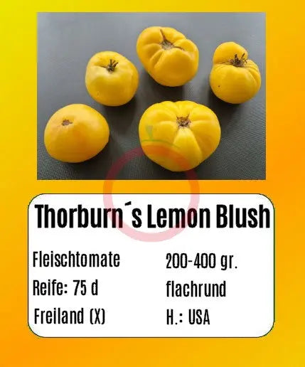 Thorburn´s Lemon Blush DER TOMATENFLÜSTERER