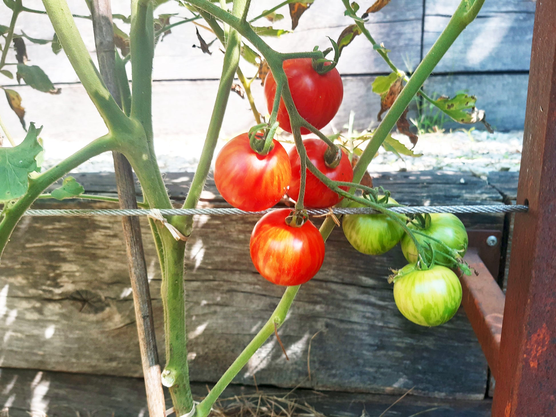 Tigerella DER TOMATENFLÜSTERER