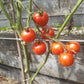 Tigerella DER TOMATENFLÜSTERER