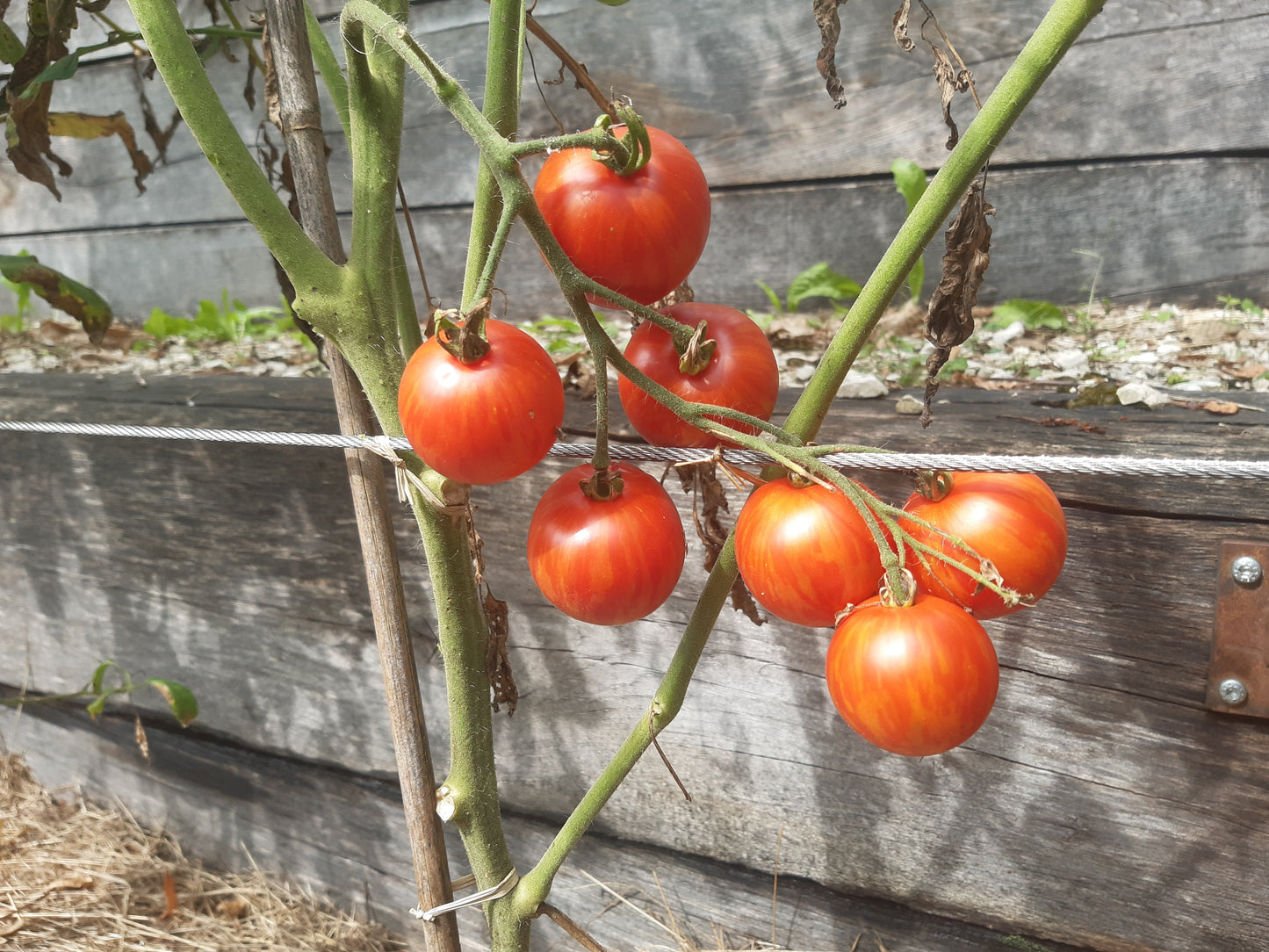 Tigerella DER TOMATENFLÜSTERER