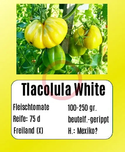 Tlacolula White DER TOMATENFLÜSTERER