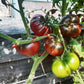 Tschernij Prince DER TOMATENFLÜSTERER