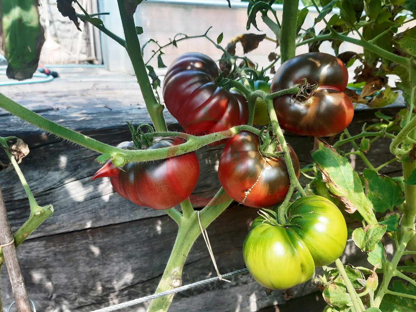 Tschernij Prince DER TOMATENFLÜSTERER