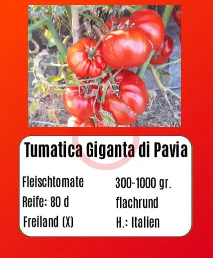 Tumatica Giganta di Pavia DER TOMATENFLÜSTERER