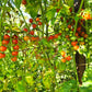 Ugina DER TOMATENFLÜSTERER