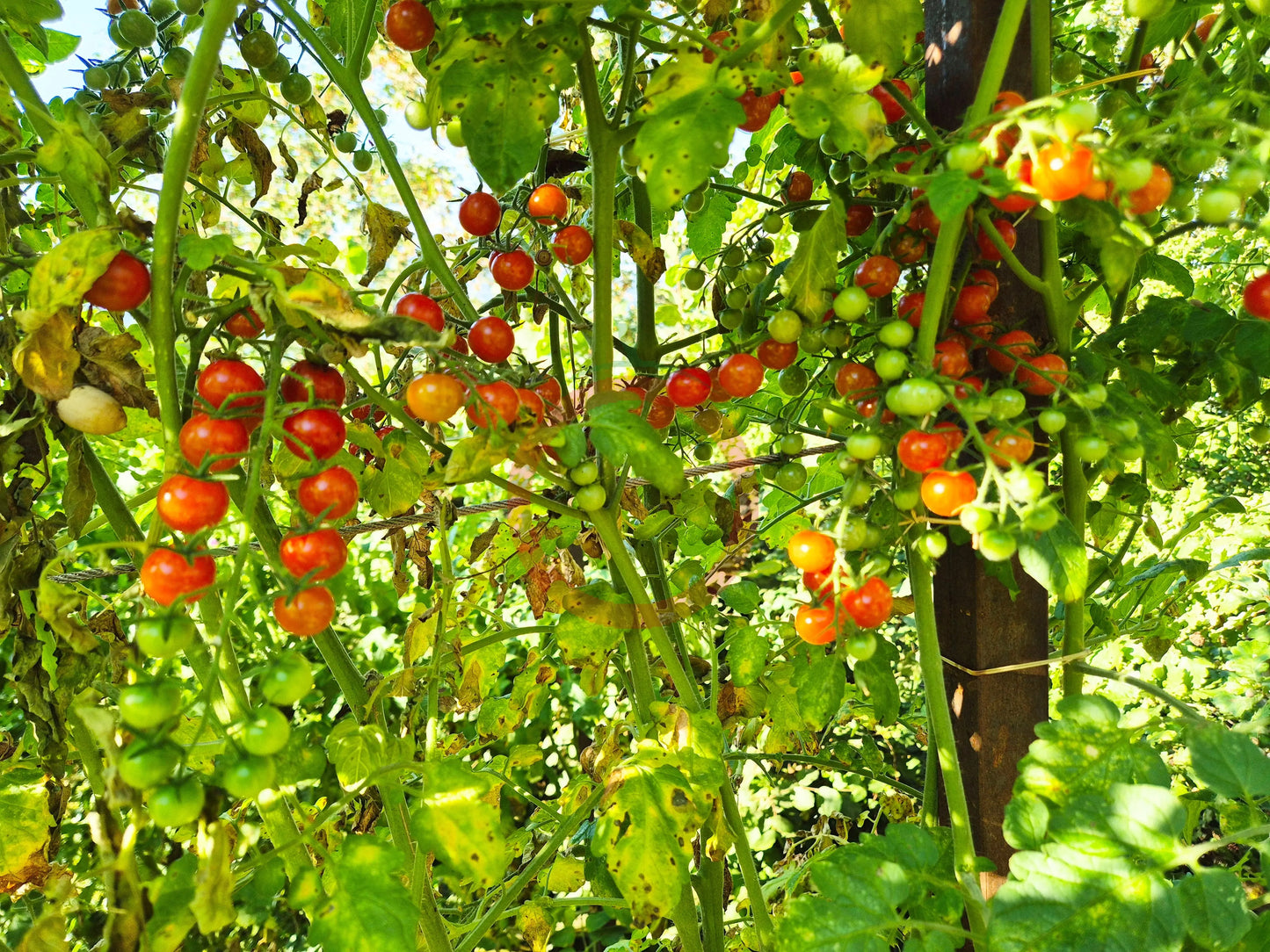 Ugina DER TOMATENFLÜSTERER