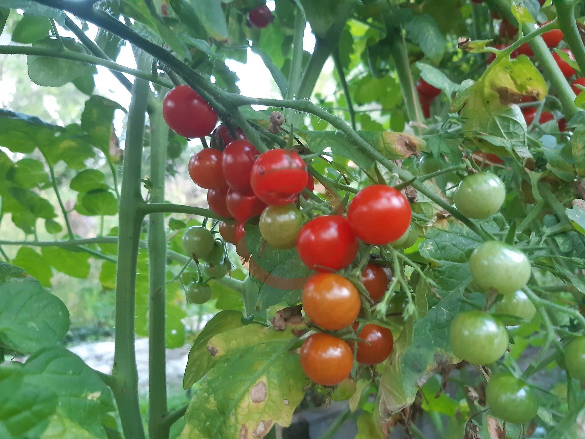 Ugina DER TOMATENFLÜSTERER