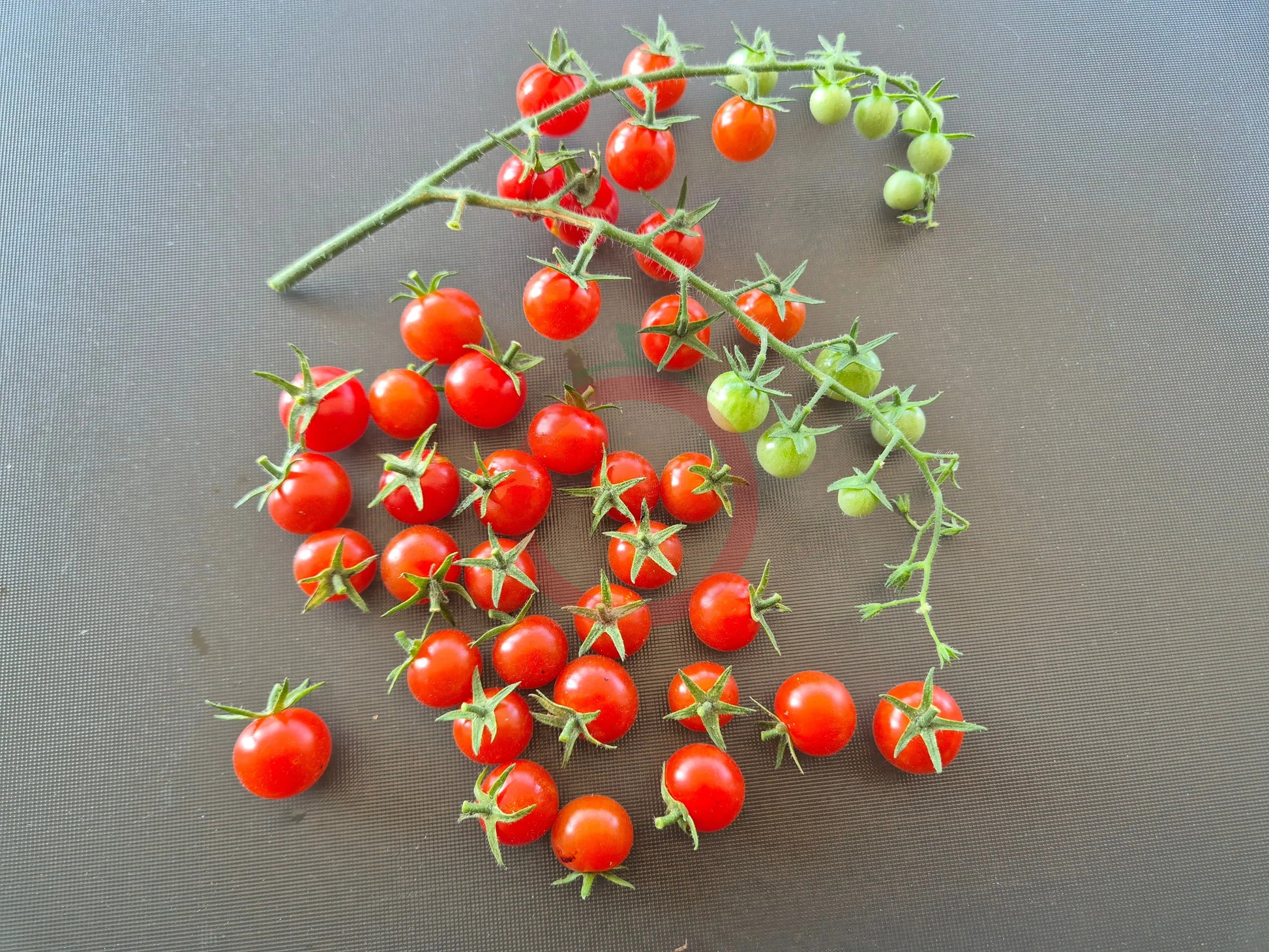 Ugina DER TOMATENFLÜSTERER