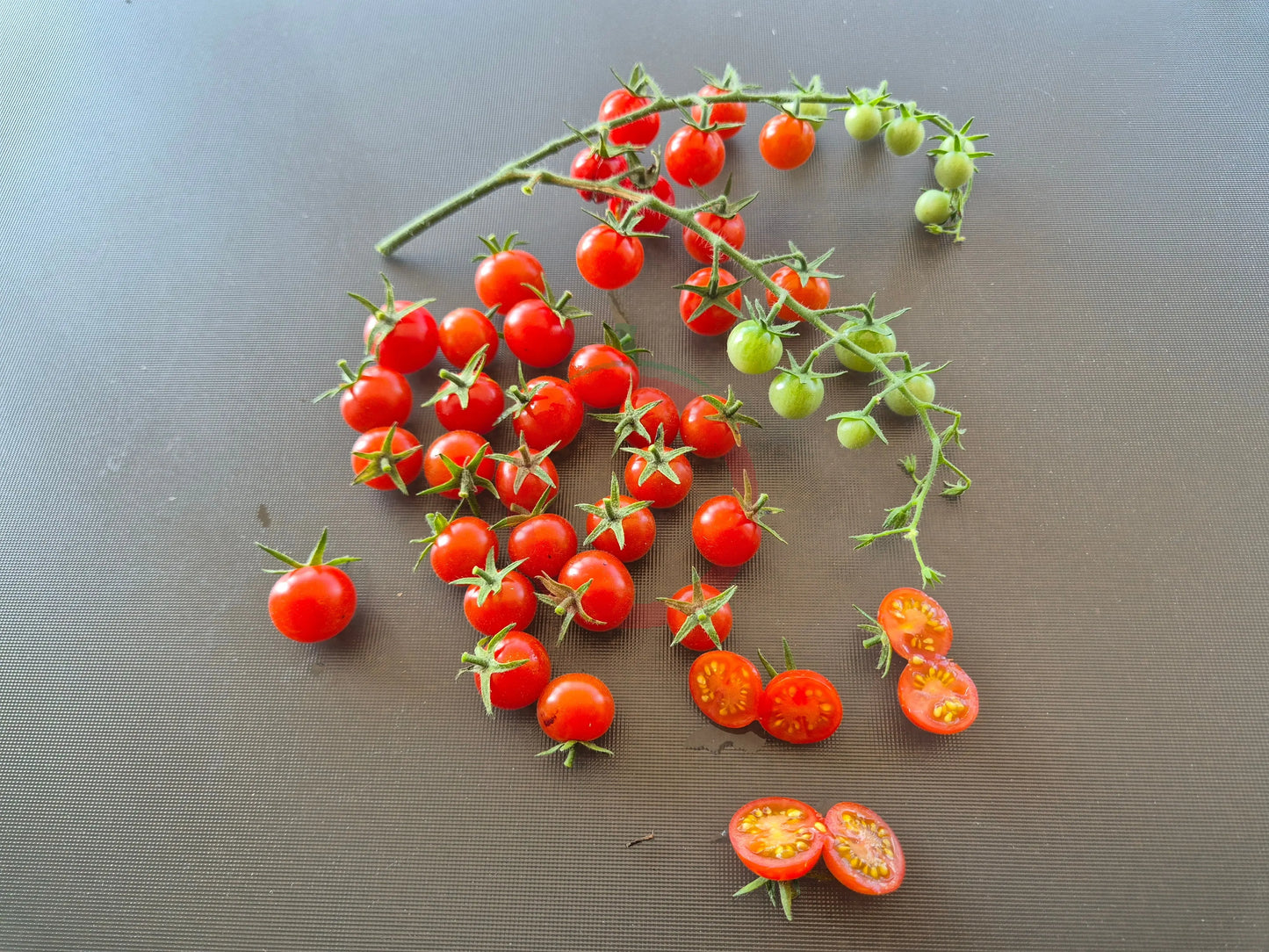 Ugina DER TOMATENFLÜSTERER