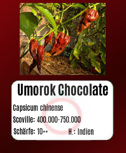 Umorok Chocolate DER TOMATENFLÜSTERER