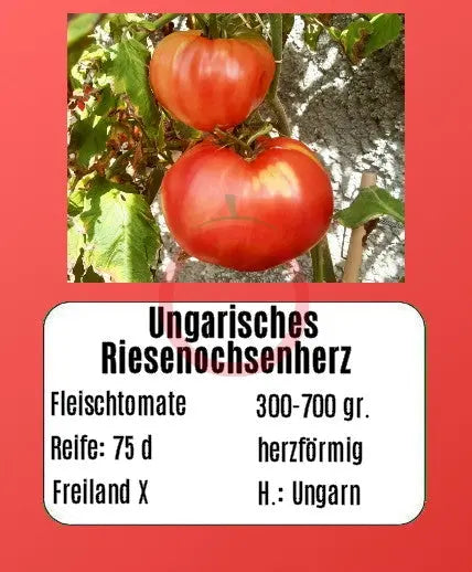 Ungarisches Riesenochsenherz DER TOMATENFLÜSTERER