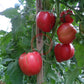 Ungarisches Riesenochsenherz DER TOMATENFLÜSTERER