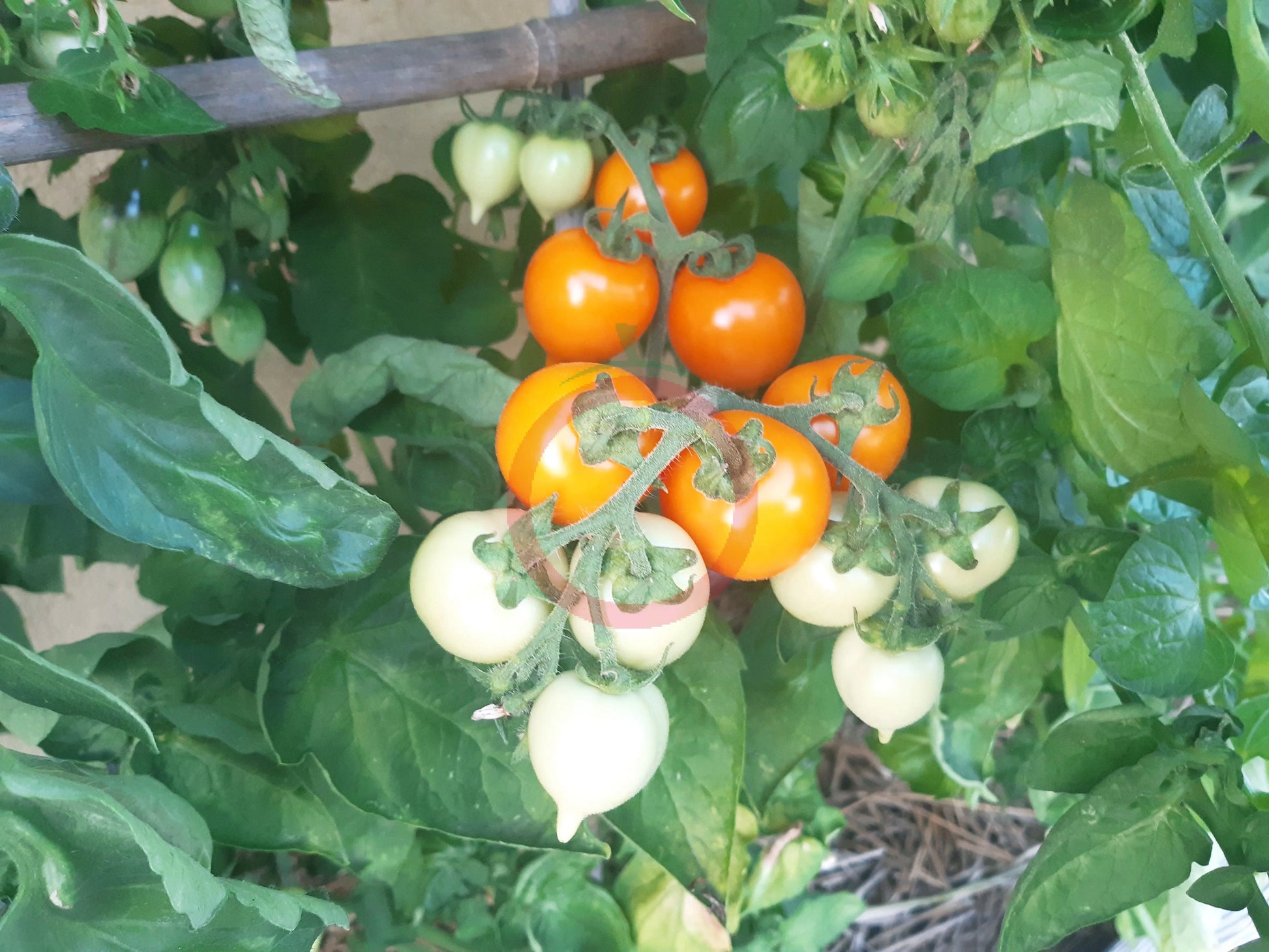 Utenok DER TOMATENFLÜSTERER