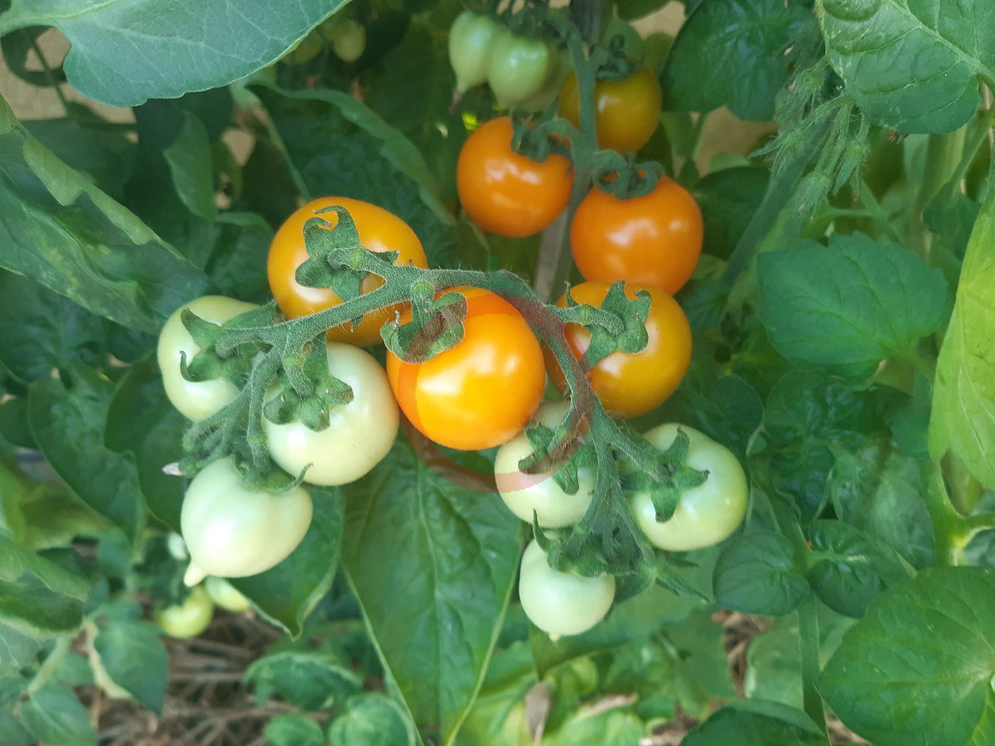 Utenok DER TOMATENFLÜSTERER