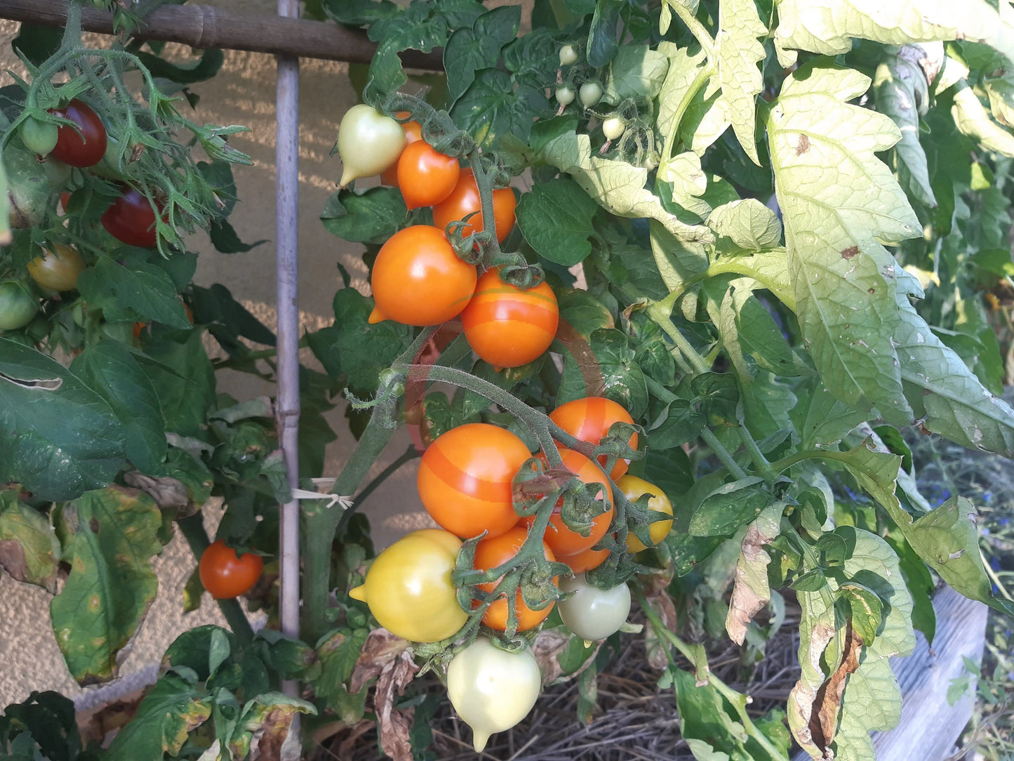 Utenok DER TOMATENFLÜSTERER