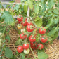 Whippersnapper DER TOMATENFLÜSTERER